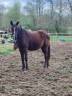 Pouliche Azteque 2 ans , sport dressage, CSO, CCE
