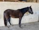 pouliche 3 ans noire