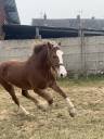 Welsh Cob D hors taille 