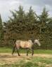 pouliche 3 ans iberique grise