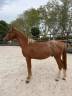 Vends hongre 4 ans 