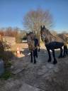 A vendre 2 pouliche frison 1 ans plein papier 