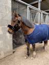 Poney C à vendre 