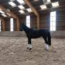 Jument, 4 ans, bai foncé, 1.58