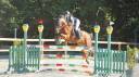 Cheval de sport 