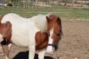 Magnifique poney pie