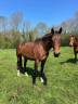 cheval