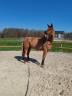 Kwpn 6 ans hongre