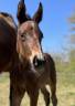 Poulain sport par DIARADO x BALOUBET DU ROUET