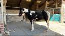 Cheval Paint horse pp 3 ans 