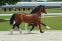 Poulain welsh type cob 