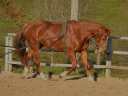 Selle Français jument 6ans