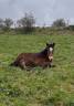 Poulain Cheval de Race Auvergne PP