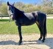 Hongre noir 4 ans 