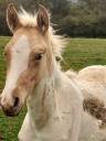 Poulain Pie Palomino