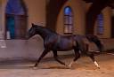 Cheval de dressage Oldenburg de 14 ans