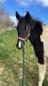 Pouliche Paint horse