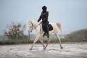 Jument pour sport, loisir ou reproduction