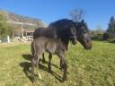 Poulain PRE PP