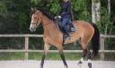 Jument de sport SF