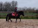Ponette B tout niveau 