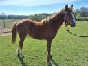 Pouliche Welsh par Bred