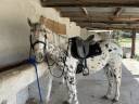 À VENDRE – Superbe Appaloosa de 5 ans – Pure Race