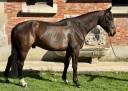 Hongre 6 ans dressage - 1,73m - bai foncé - super look