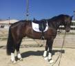 Cheval de sport 