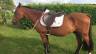 À vendre – Tarzan, hongre ONC, 16 ans 