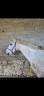 Poney compagnie 