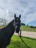 Poulain, 3 ans, noir, entre 1.70m 