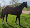 Jeune cheval , 3 ans, Bai; SF, toisera 1. 65-68