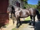 percherons montés attelés