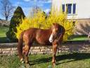Jument ONC appaloosa