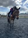 Poney de sport à vendre 