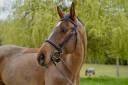 Hongre 5 ans pour CSO/CCE