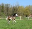 Magnifique poulain demi sang arabe DW19