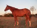 chevaux pur sang arabe et demi sang arabe