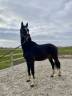 Hongre BWP Jameson RS2 // dressage // 3 ans 