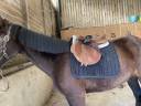 Tapis de selle Kentucky noir pear dressage