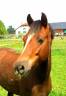 Ponette croisé welsh