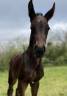 Poulain sf 