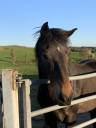 Hongres trotteurs à vendre