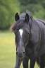 4 ans ponette cso