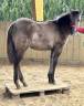 magnifique pouliche QUARTER HORSE GRULLO 2024