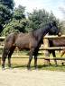 Magnifique jument - 2 ans - Glamourdale 