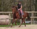 Cheval Joker