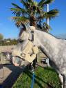 TOP PONEY 7 ANS 
