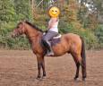 Olimpig, ONC de 7 ans – Type Lusitanien 